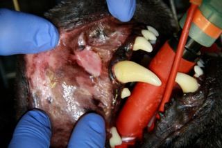 Plaque Related Disease in the Dog